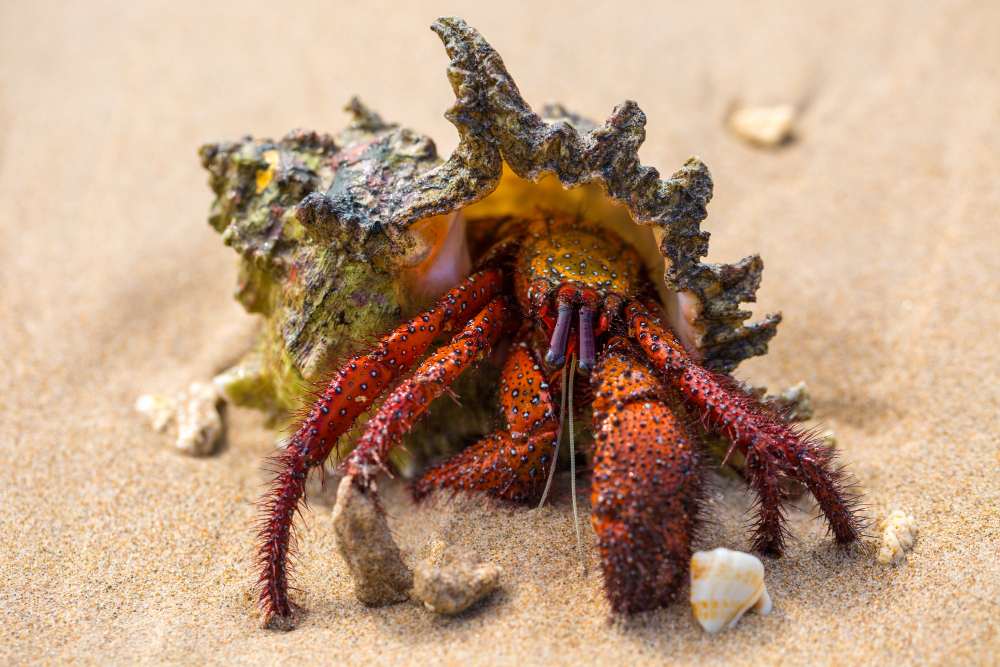 How to Take Care of a Hermit Crab